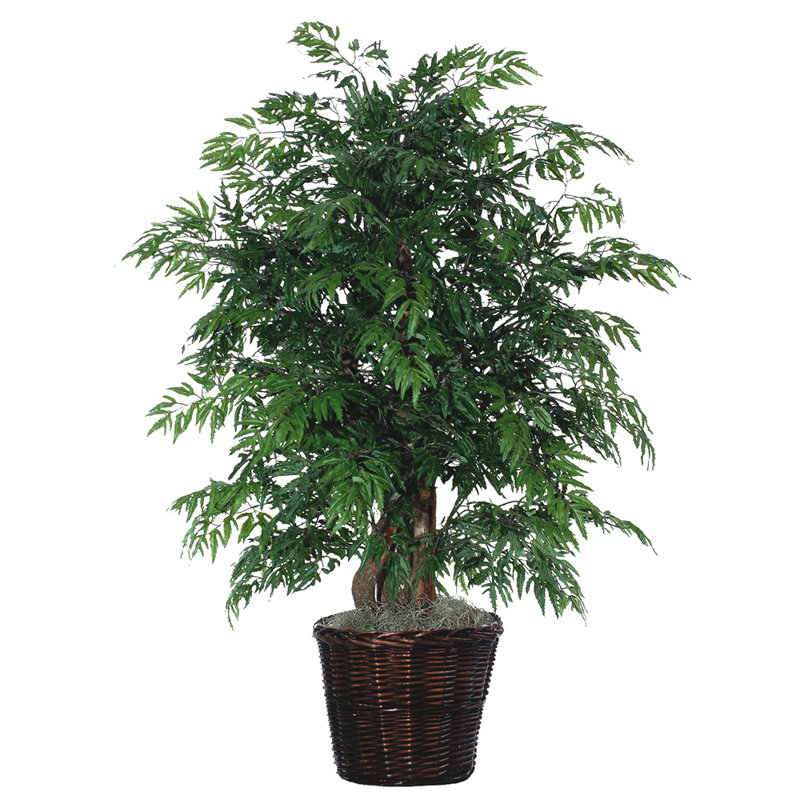 Beachcrest Home Artificial Potted Natural Ming Aralia Tree in Pot